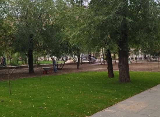 50 новых деревьев украсили бульварную зону на улице Дзержинского